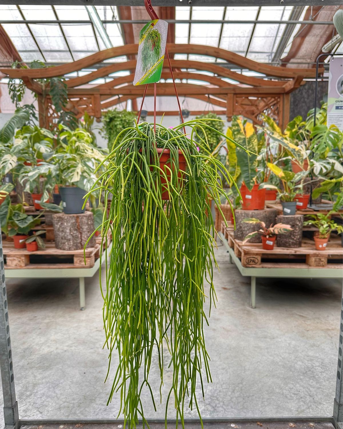 Rhipsalis shafferi vaso cm 14