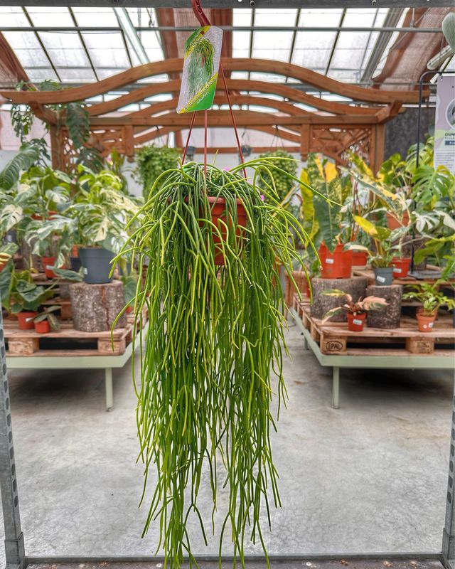 Rhipsalis shafferi vaso cm 14
