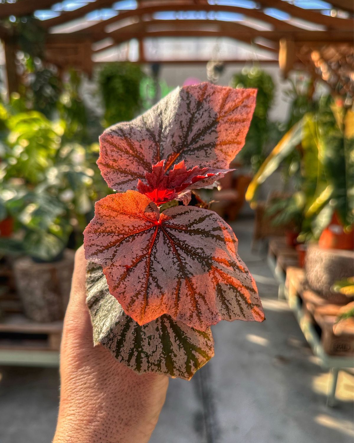 Begonia pink minx vaso cm 9