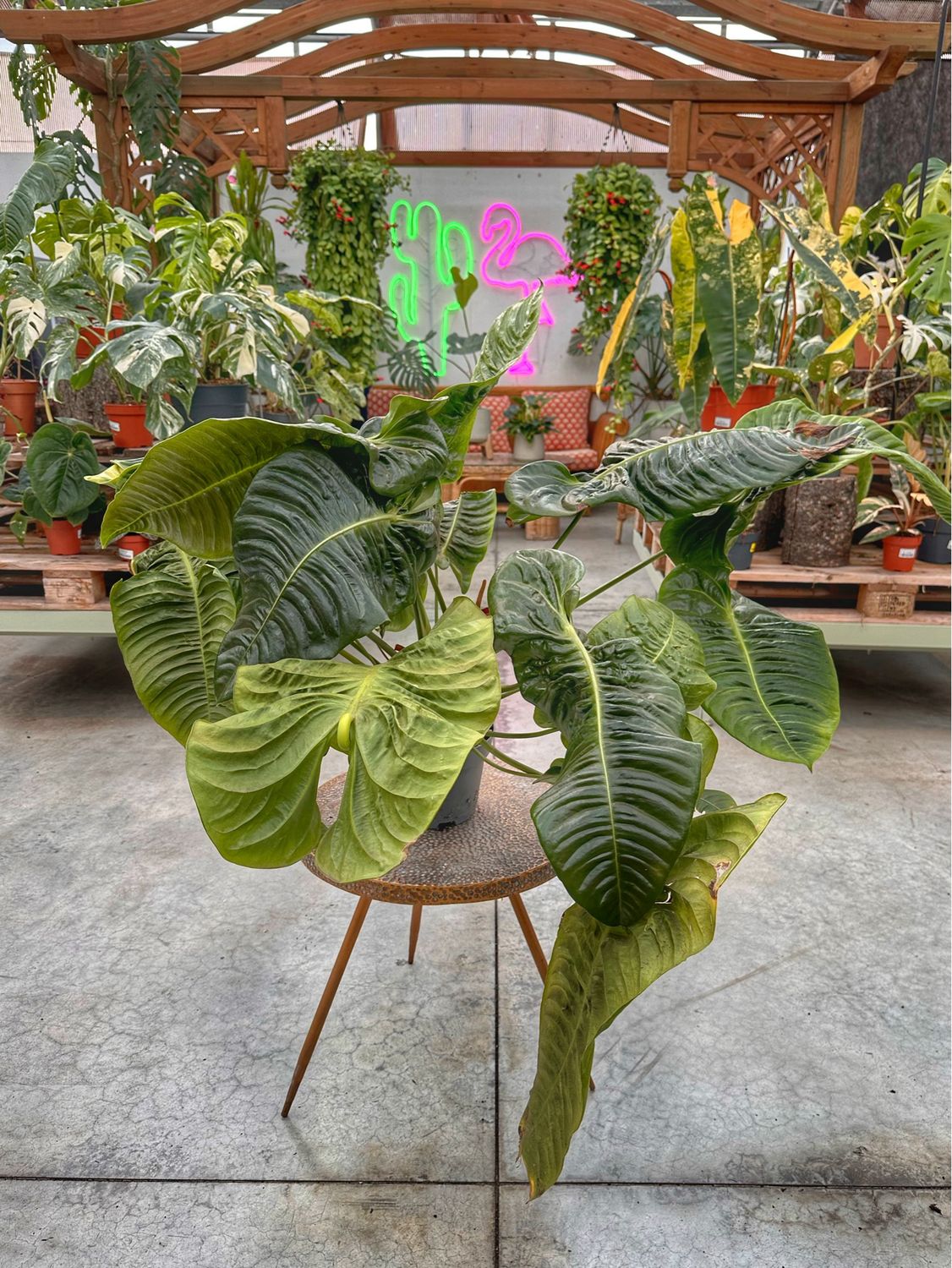Anthurium veitchii xxxl vaso cm 19
