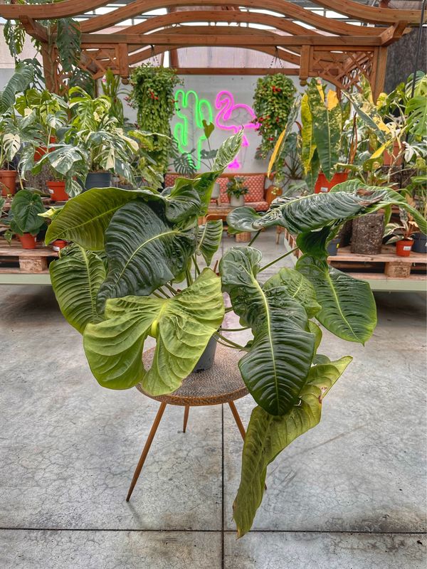 Anthurium veitchii xxxl vaso cm 19