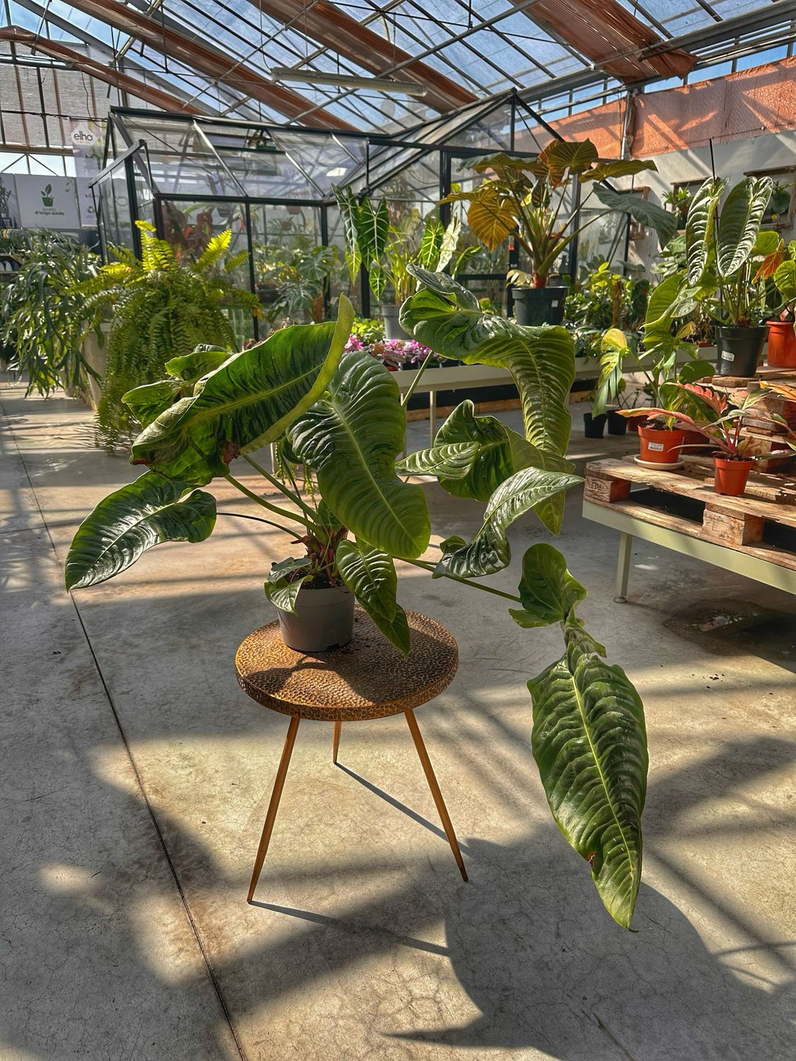 Anthurium veitchii xxxl vaso cm 19