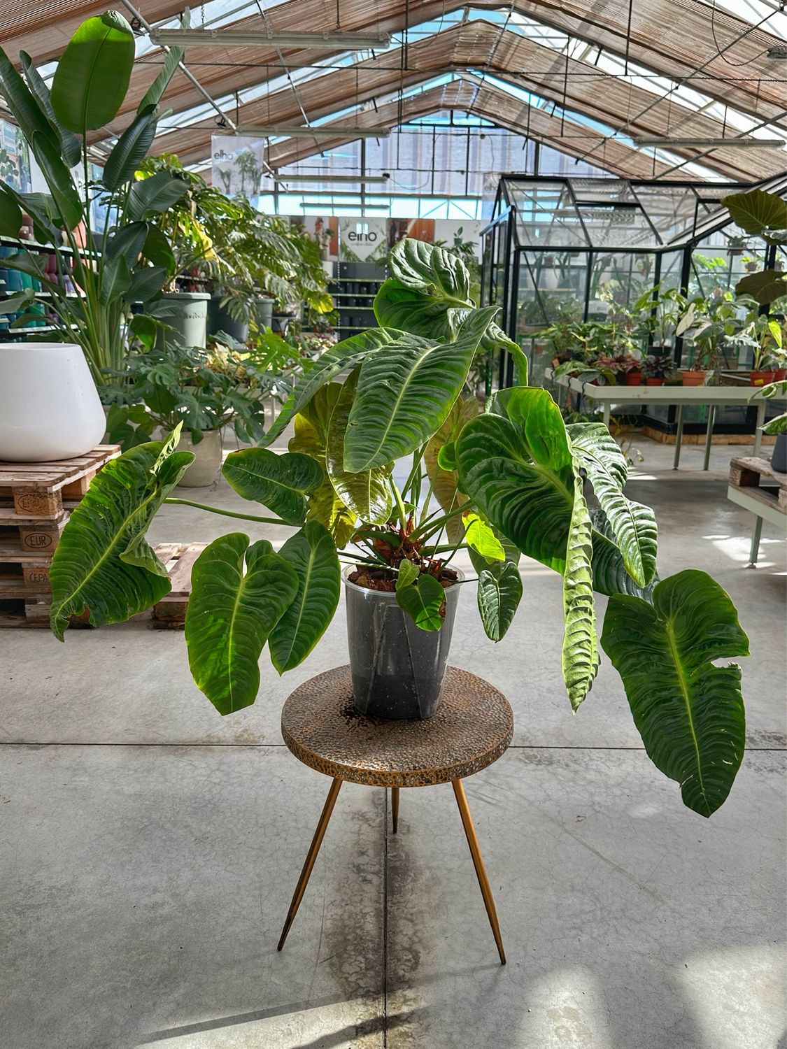 Anthurium veitchii xxxl vaso cm 19