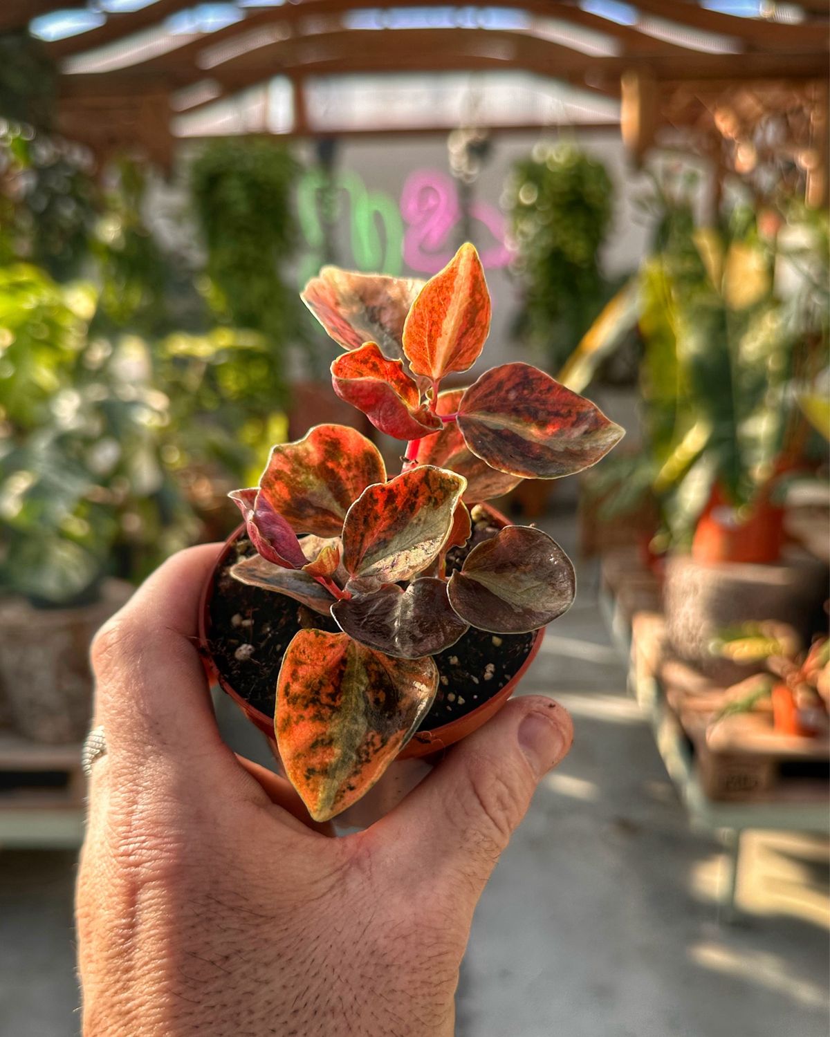 Peperomia creme brulee vaso cm 9