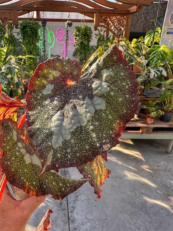 Begonia speckled vaso cm 10,5