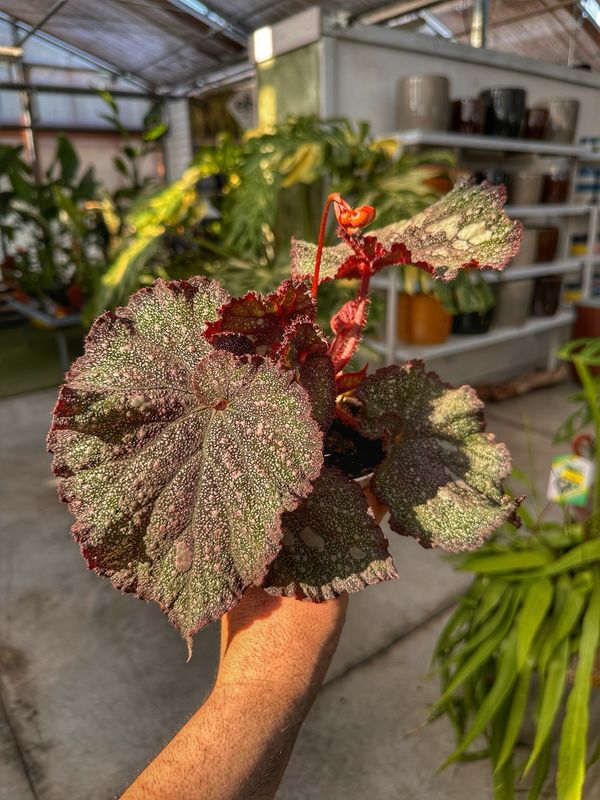 Begonia super universe vaso cm 8