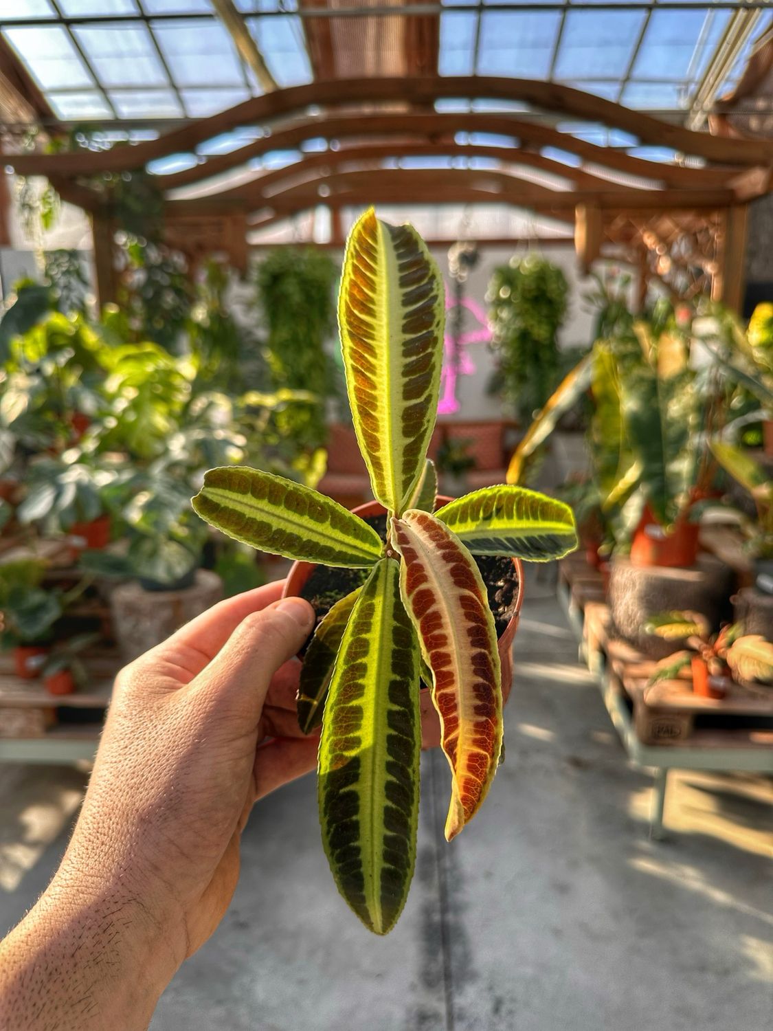 Labisia jabi vaso cm 10,5