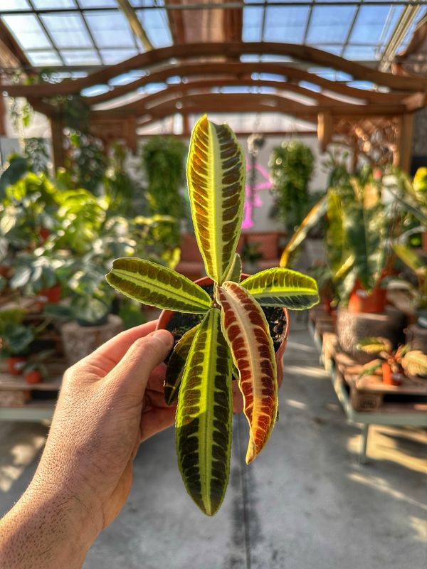 Labisia jabi vaso cm 10,5