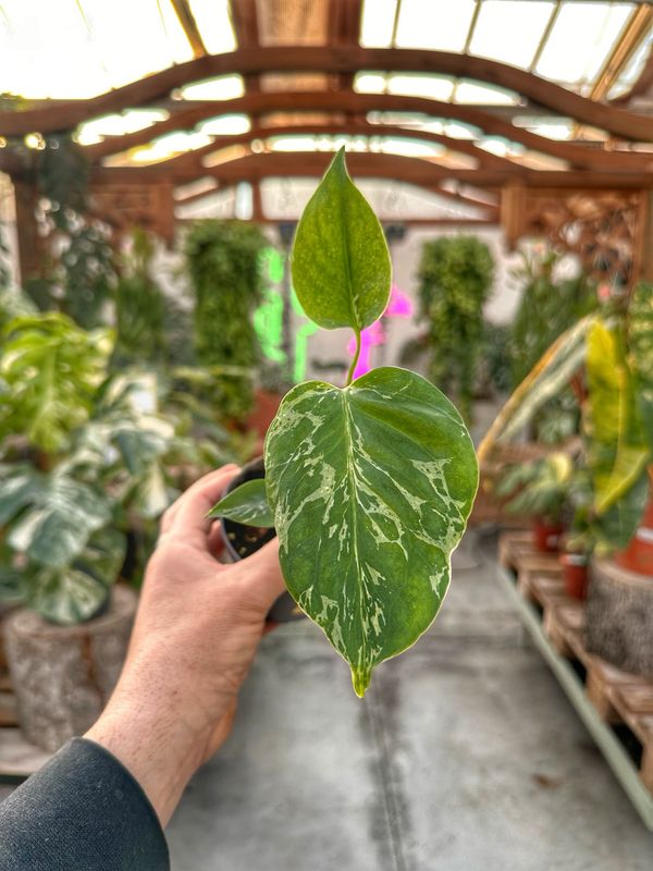 Monstera bulbasaur vaso cm 9