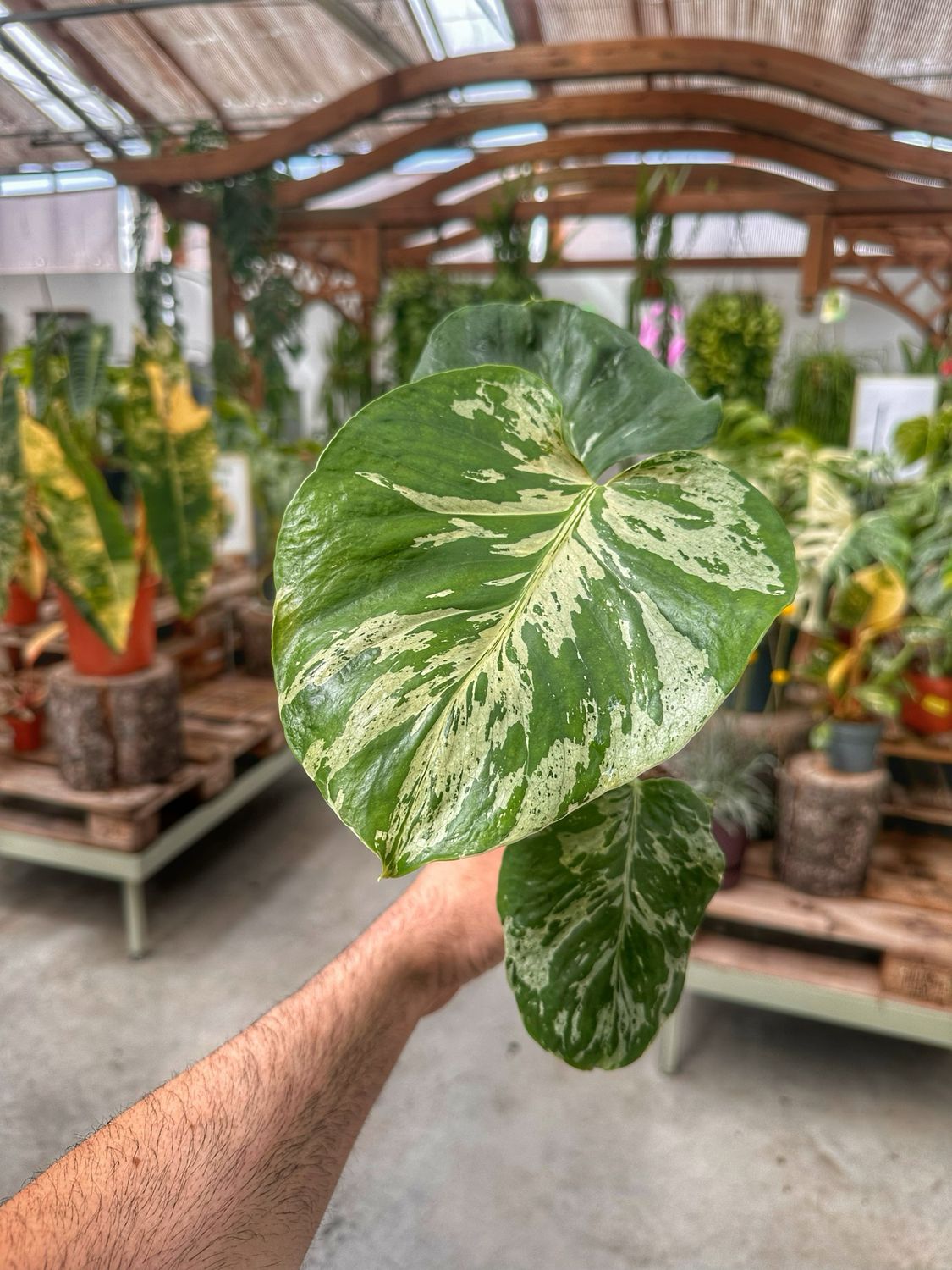 Monstera bulbasaur vaso cm 11