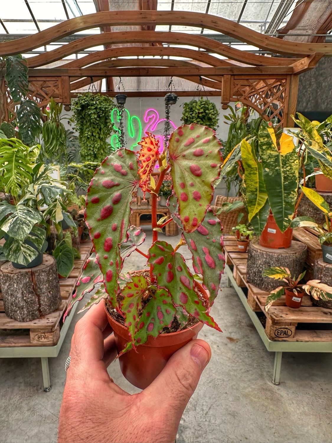 Begonia pink dottie vaso cm 9