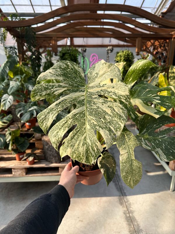 Monstera thai creme brulee vaso cm 17