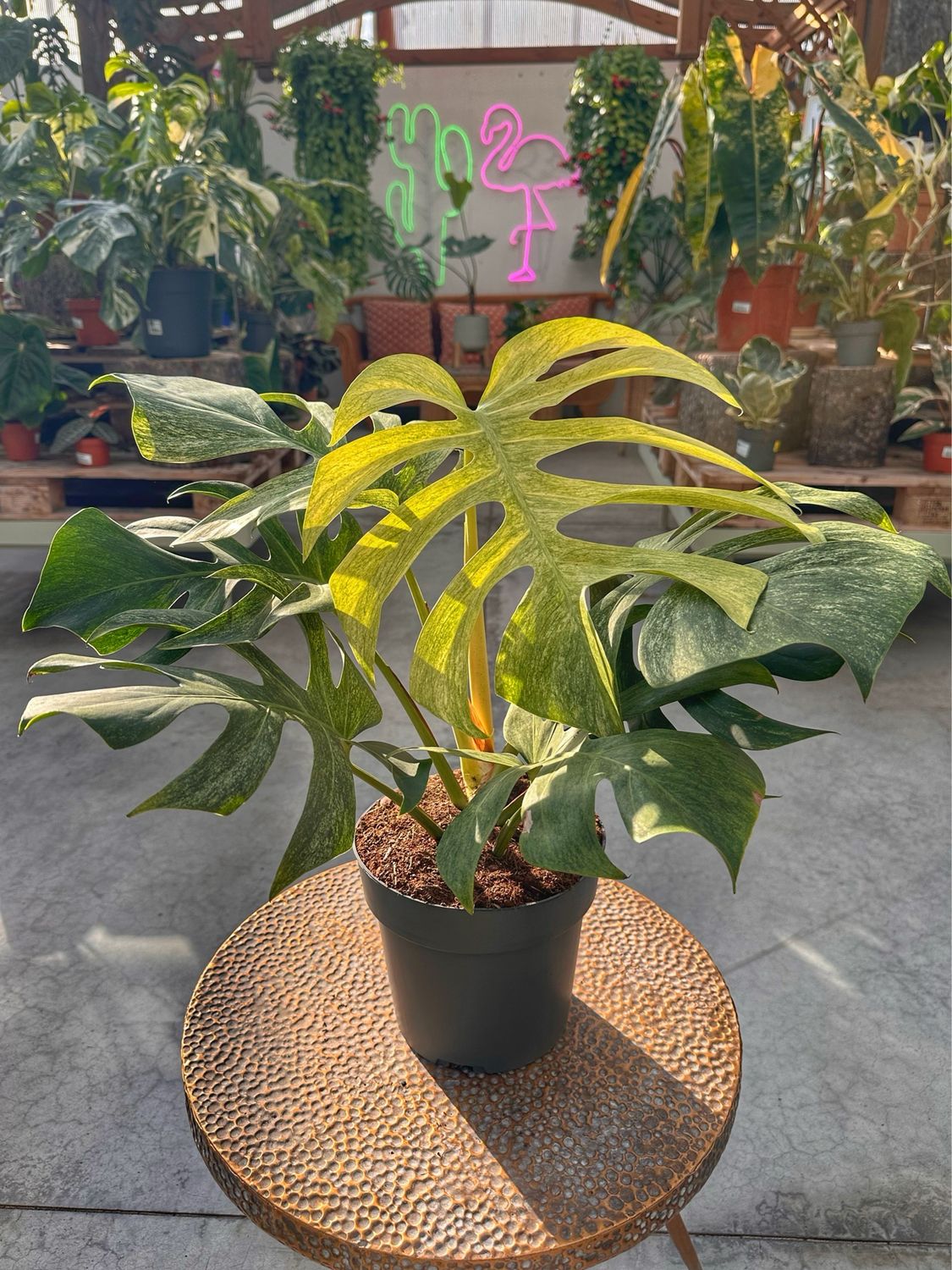 Monstera full mint vaso cm 19