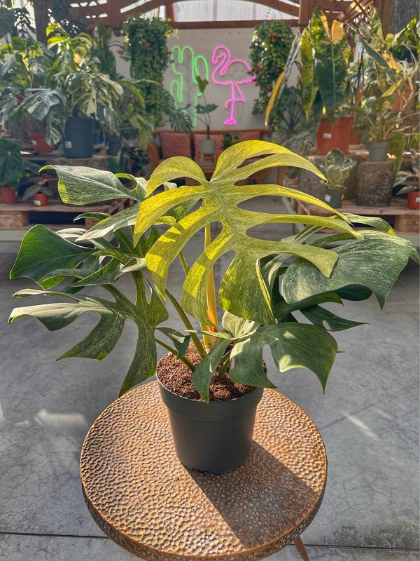 Monstera full mint vaso cm 19