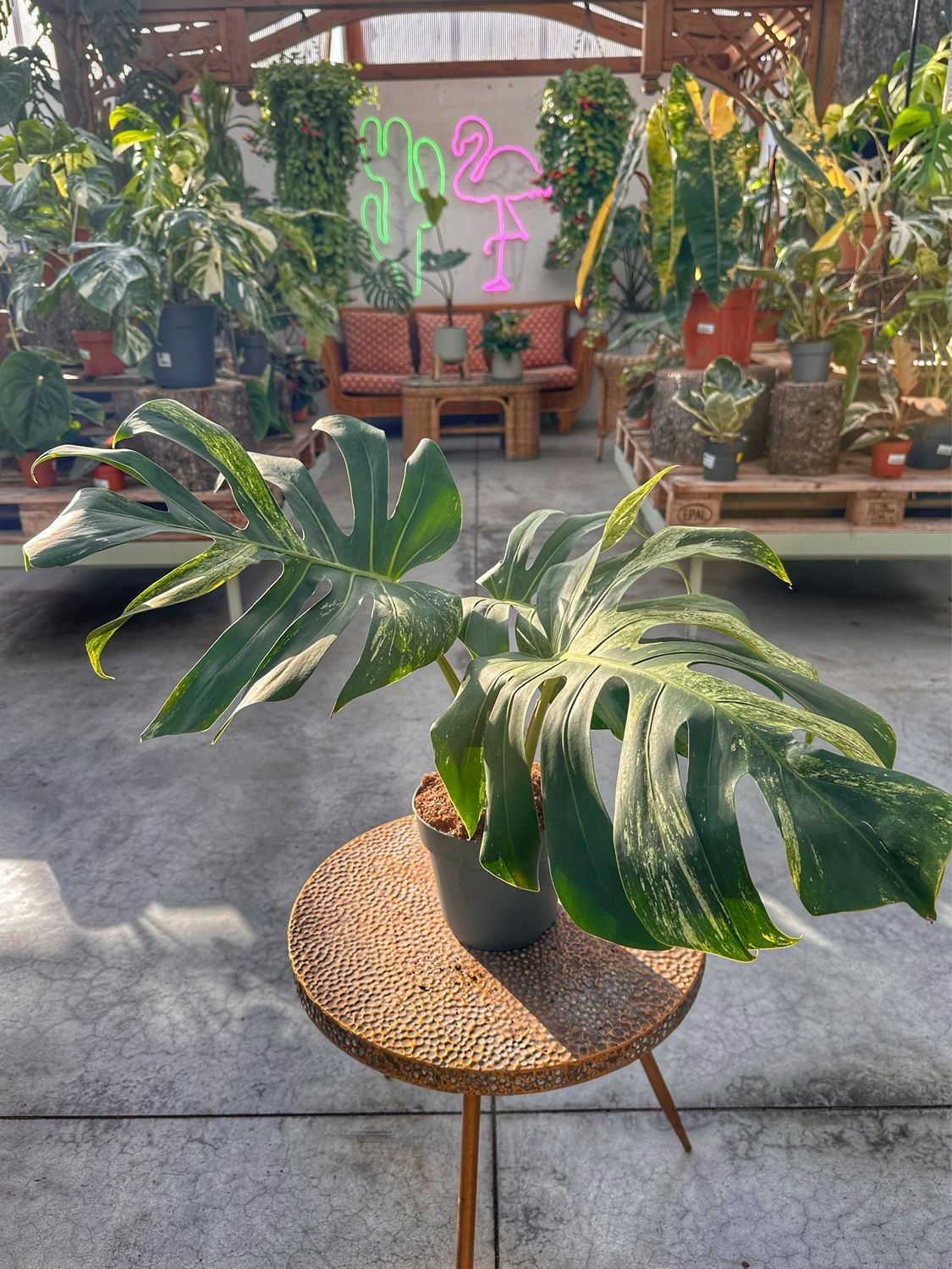 Monstera Jungle Mint foglie XL vaso cm 17