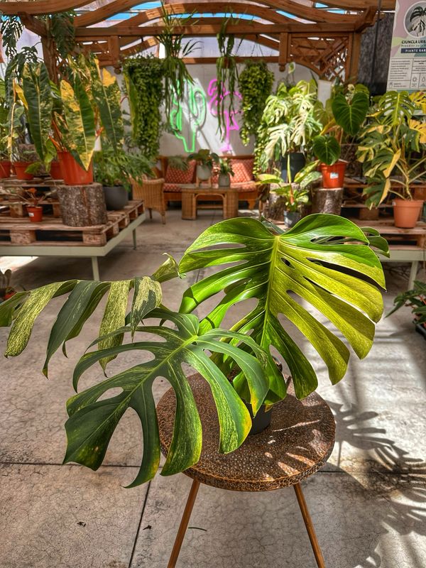 Monstera Jungle Mint foglie XL vaso cm 17