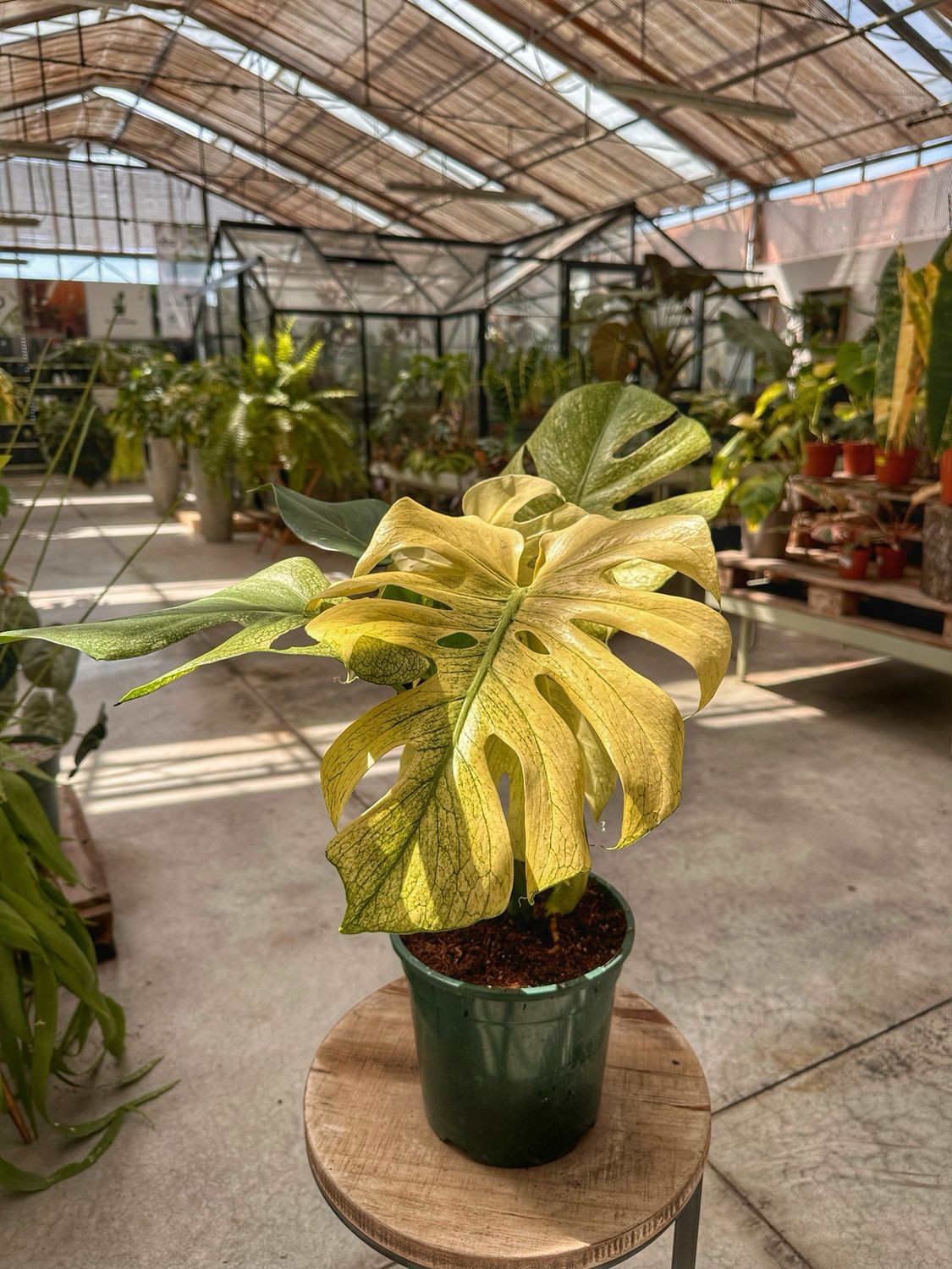 Monstera White Monster XL vaso cm 21
