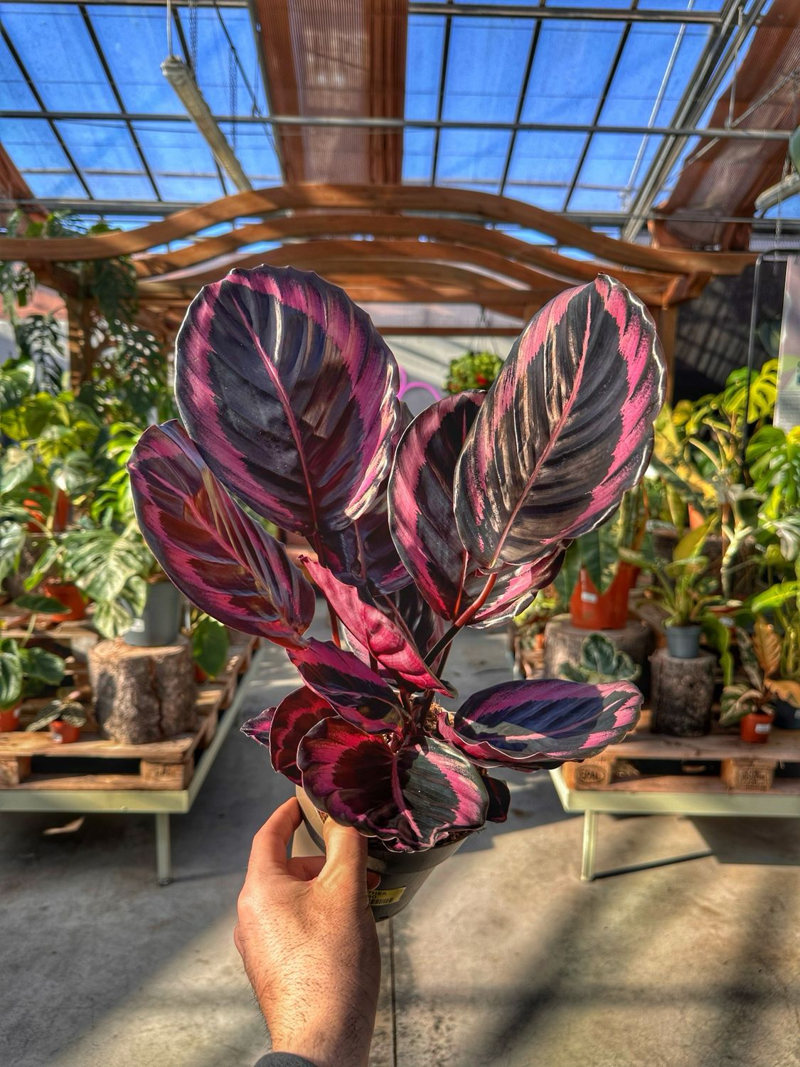 Calathea little princess vaso cm 14