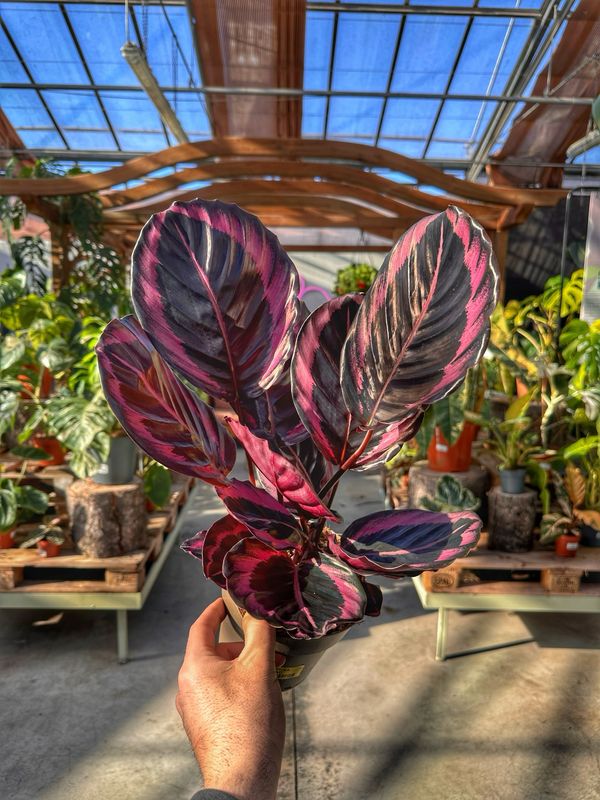 Calathea little princess vaso cm 14