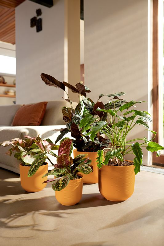 COPRIVASO JAZZ ROUND