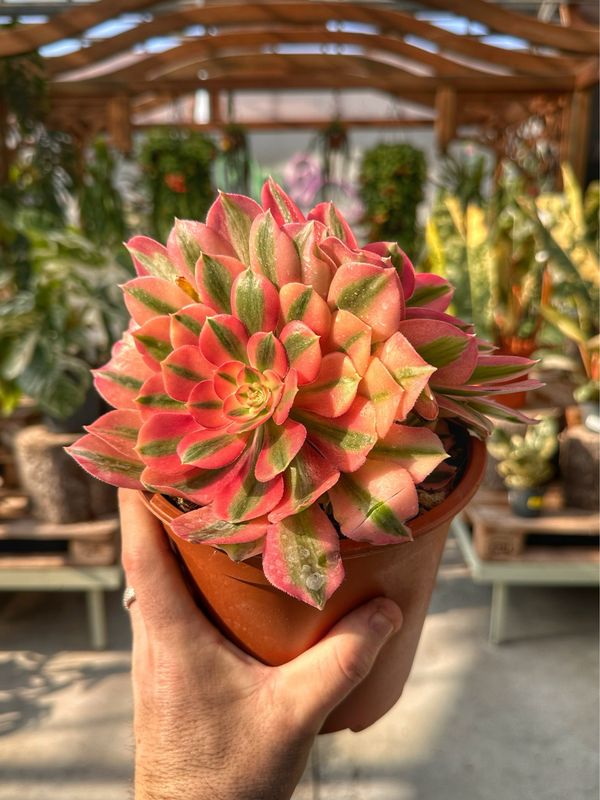 Aeonium pink whitch vaso cm 17