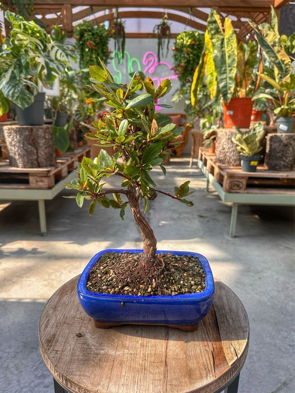 Bonsai Arbutus unedo VASO CM 21