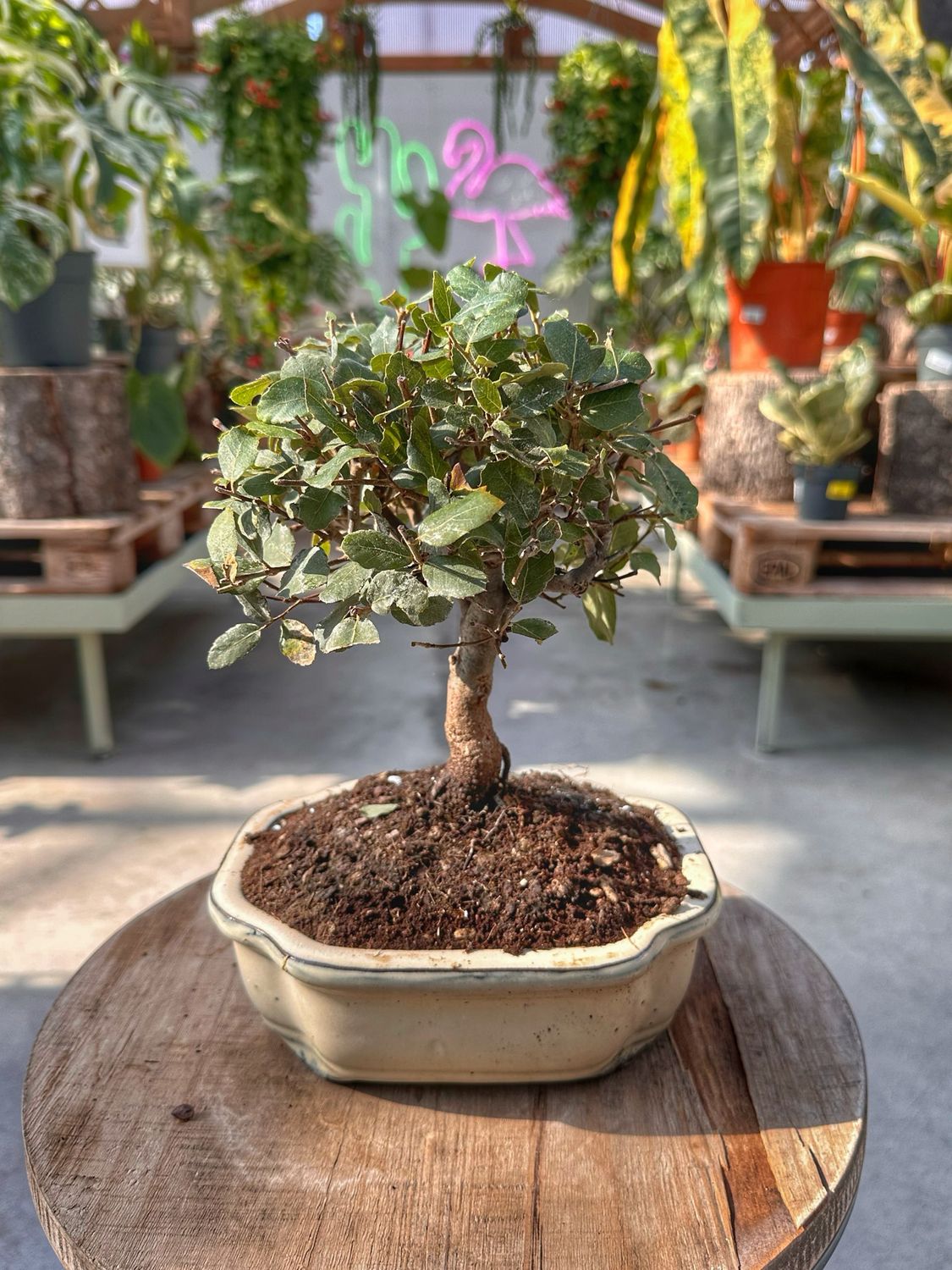 Bonsai Quercus suber  VASO CM 21