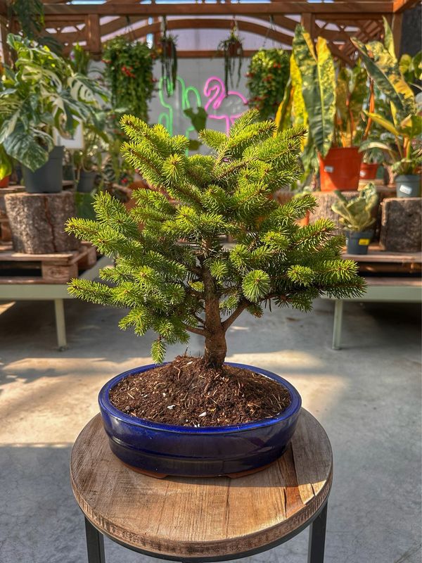 Bonsai Picea pungens glauca globosa nana VASO CM 26