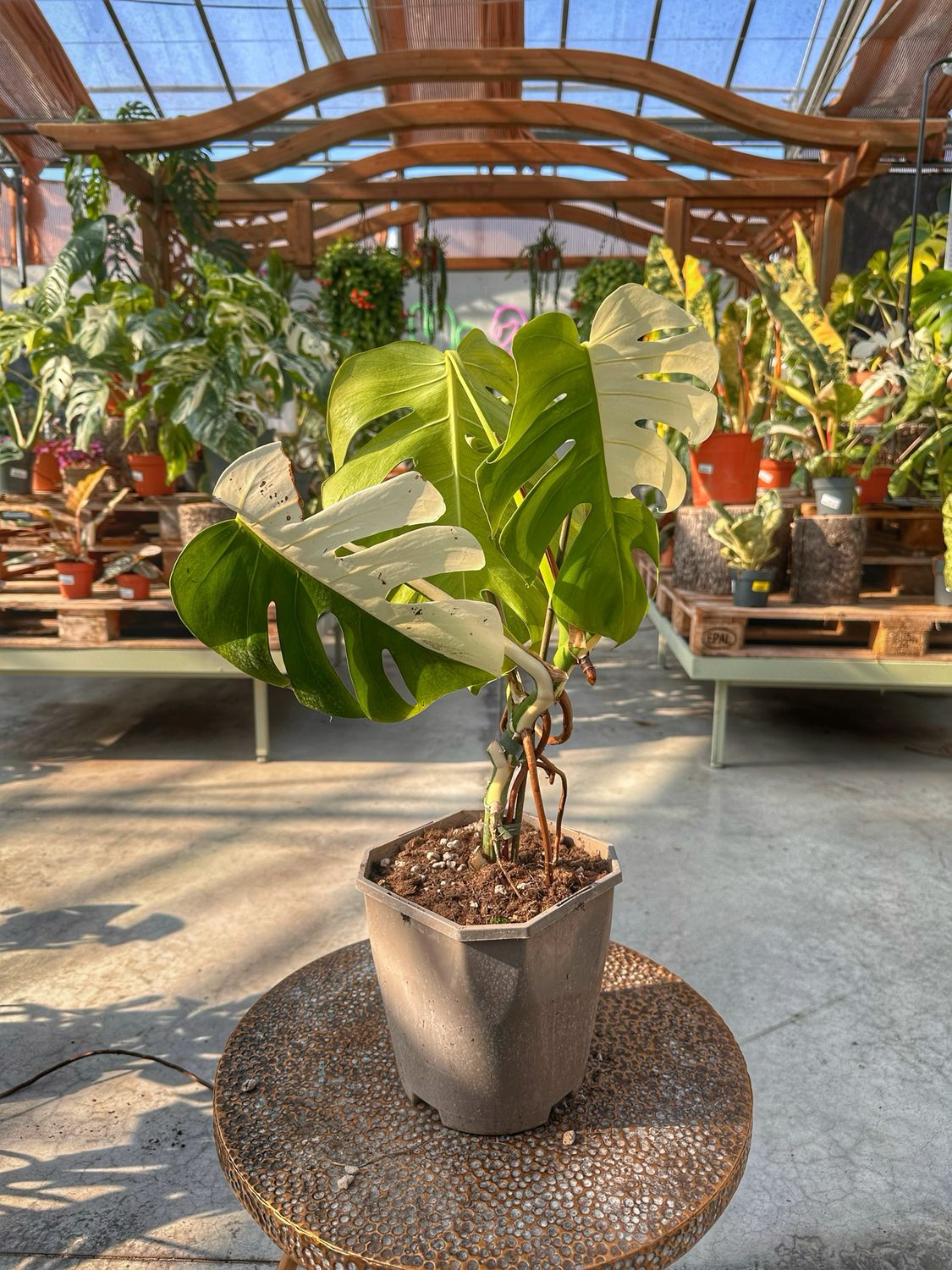 Monstera albovariegata vaso cm 19 variegatura settoriale