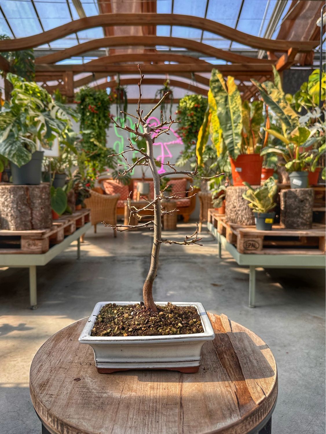 Bonsai Carpinus betulus Vaso cm 19