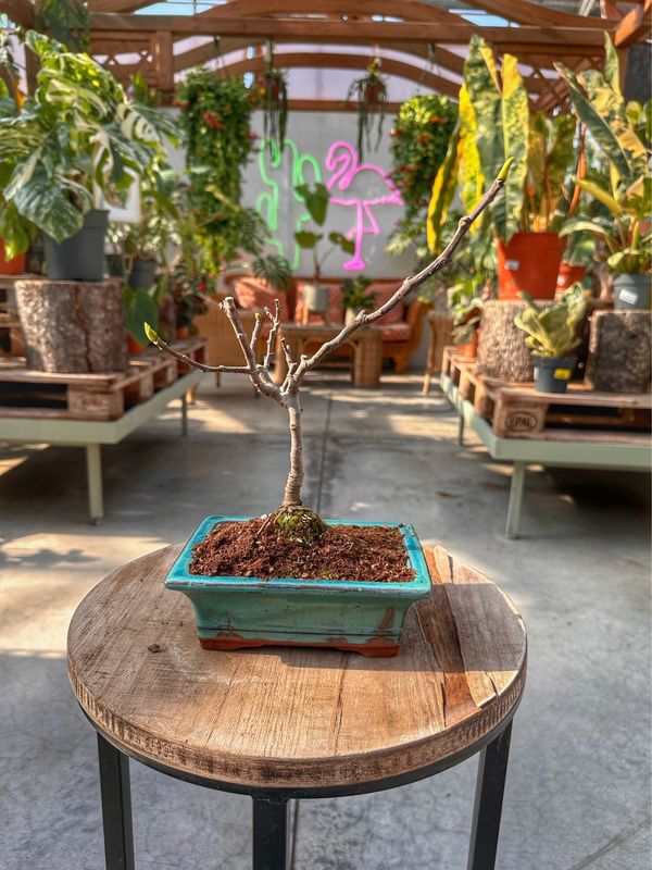Bonsai Ficus carica VASO CM 19