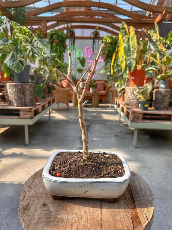 Bonsai Ginkgo biloba Vaso cm 19