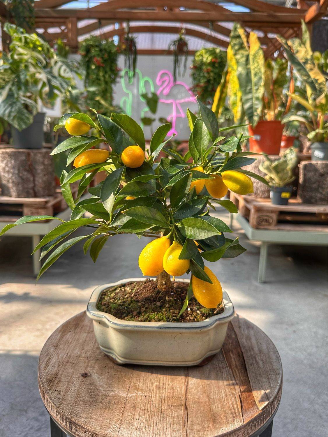 Bonsai Citrus limequat VASO CM 21