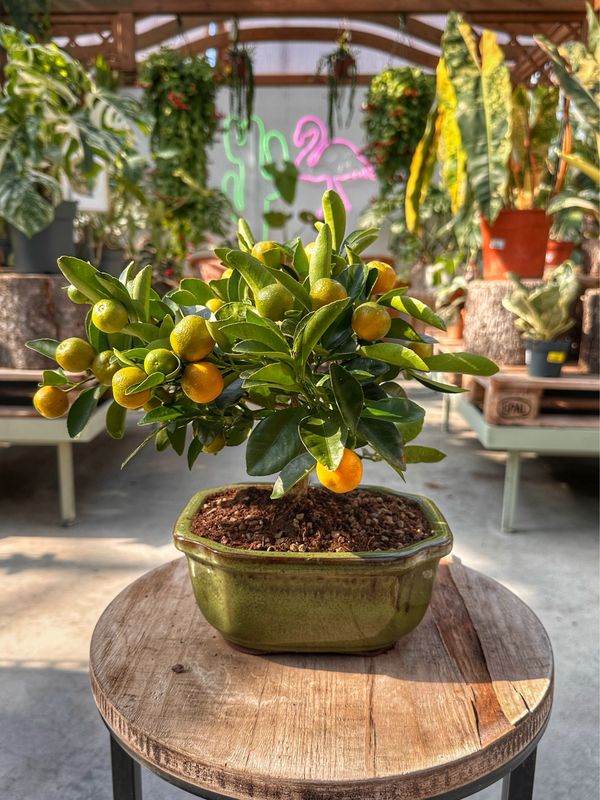 Bonsai Citrus calamondino VASO CM 21