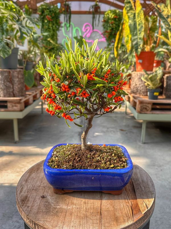 Bonsai Pyracantha angustifolia VASO CM 21