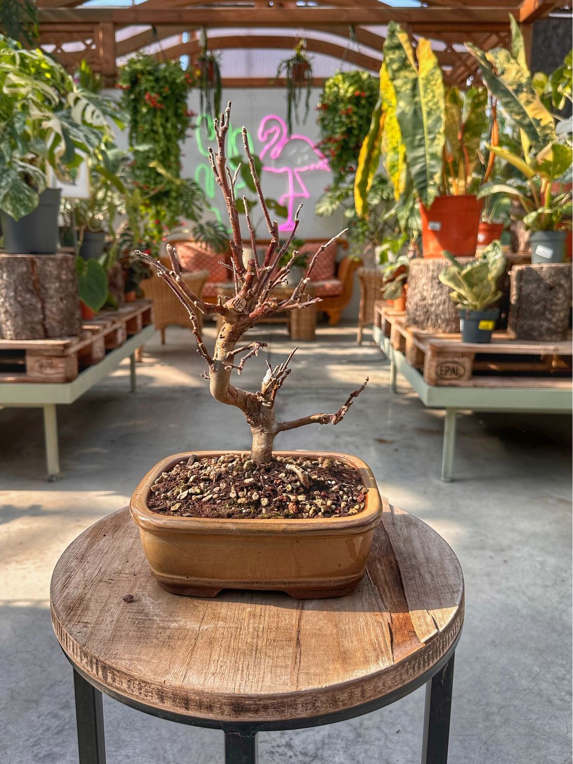 Bonsai Gingko biloba VASO CM 21