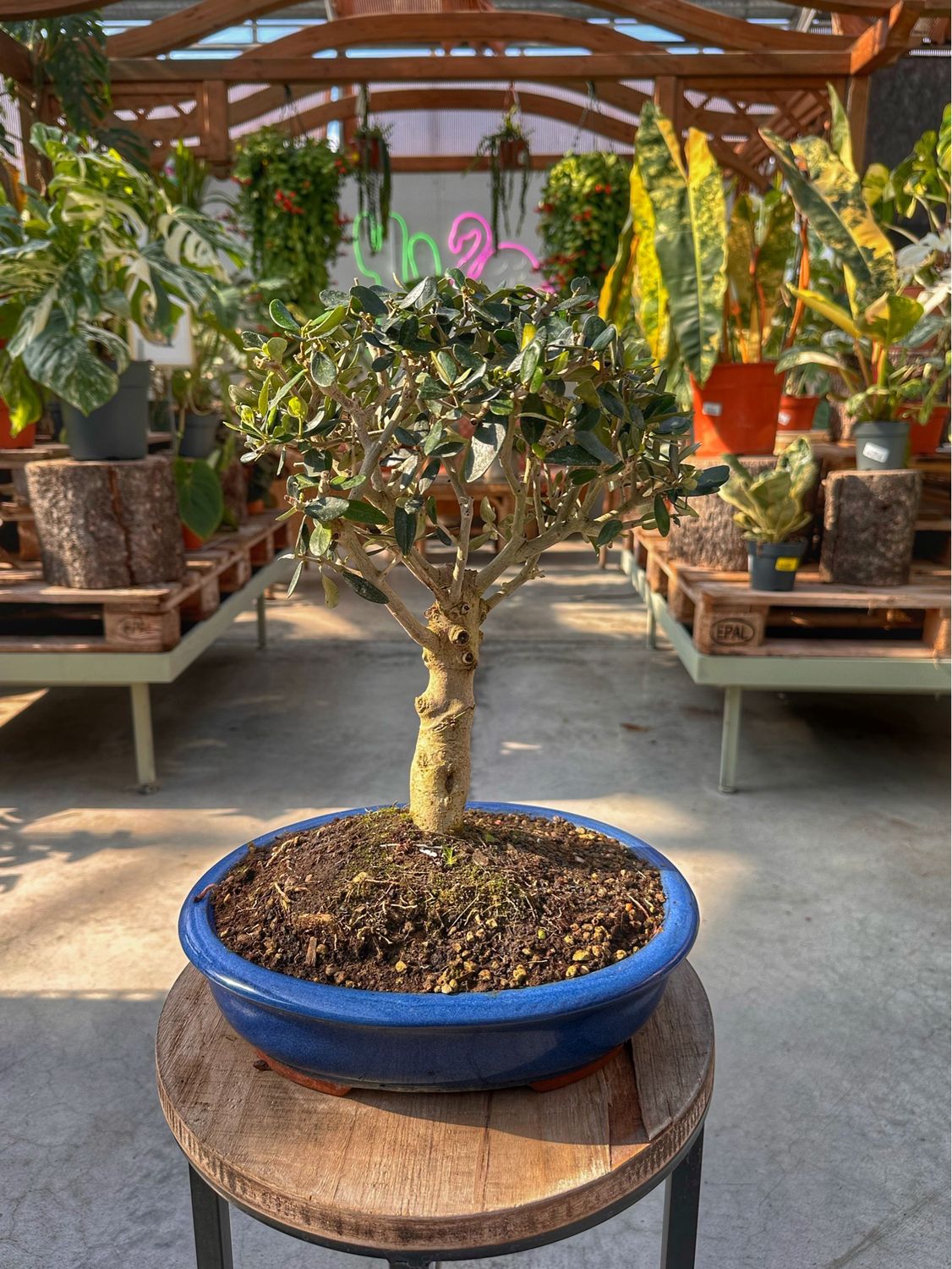 Bonsai Olea europaea VASO CM 30