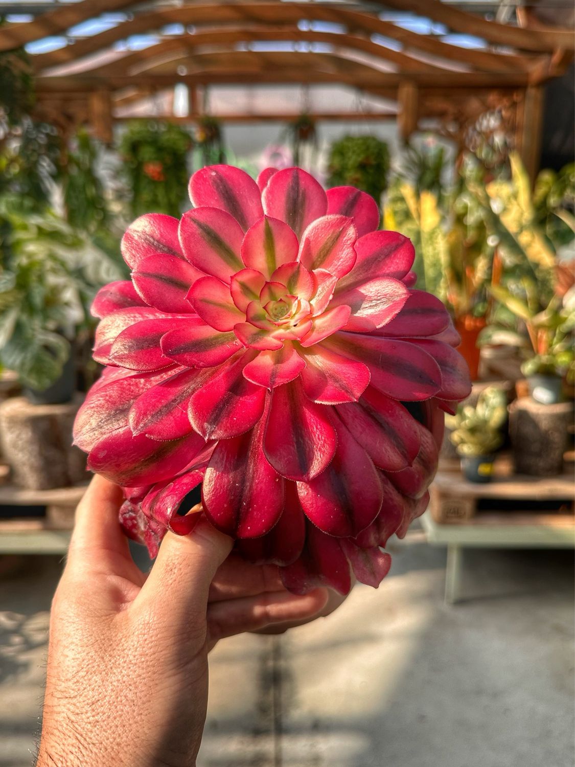 Aeonium medusa vaso cm 17