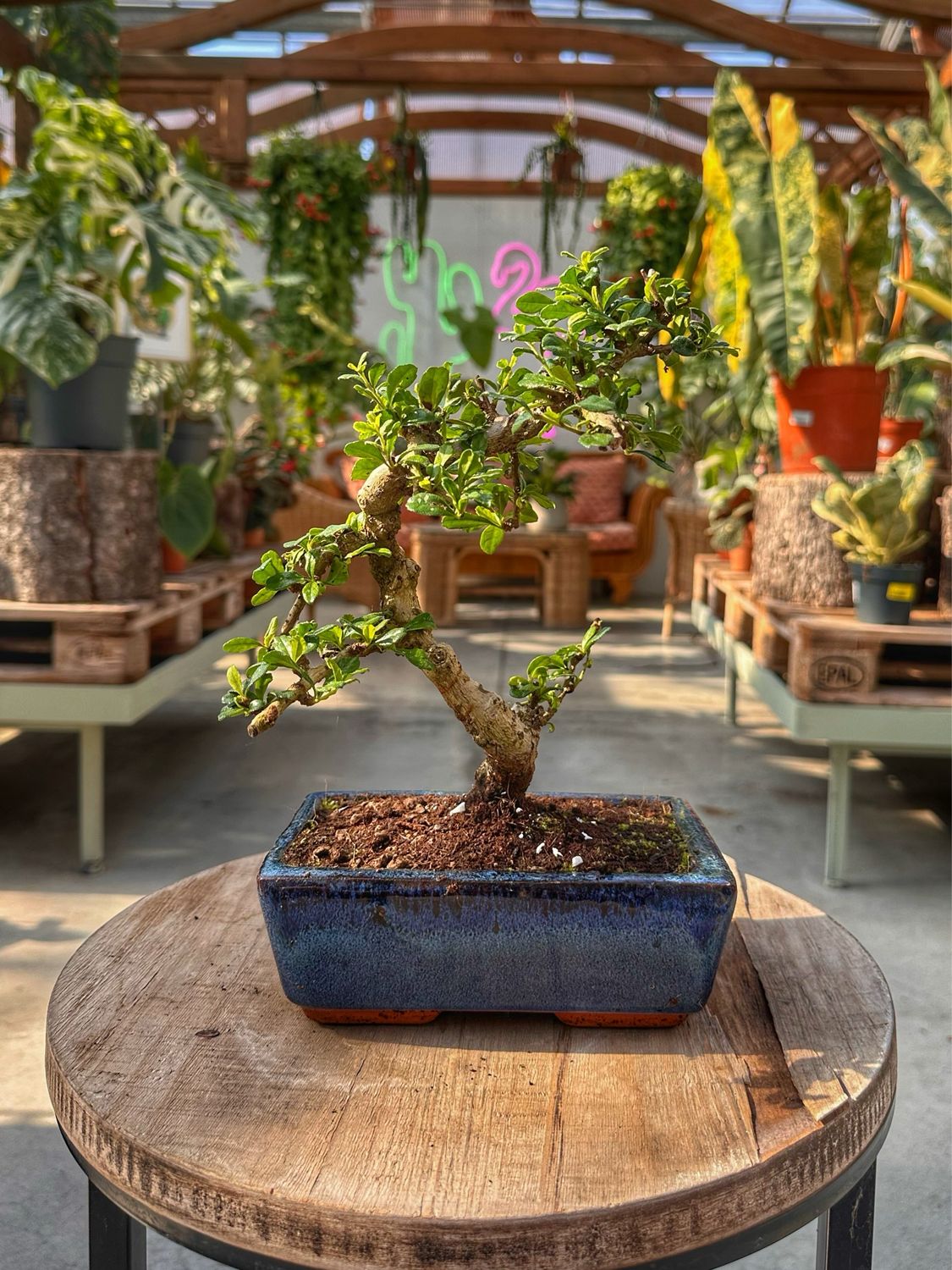 Bonsai Carmona retusa vaso cm 20