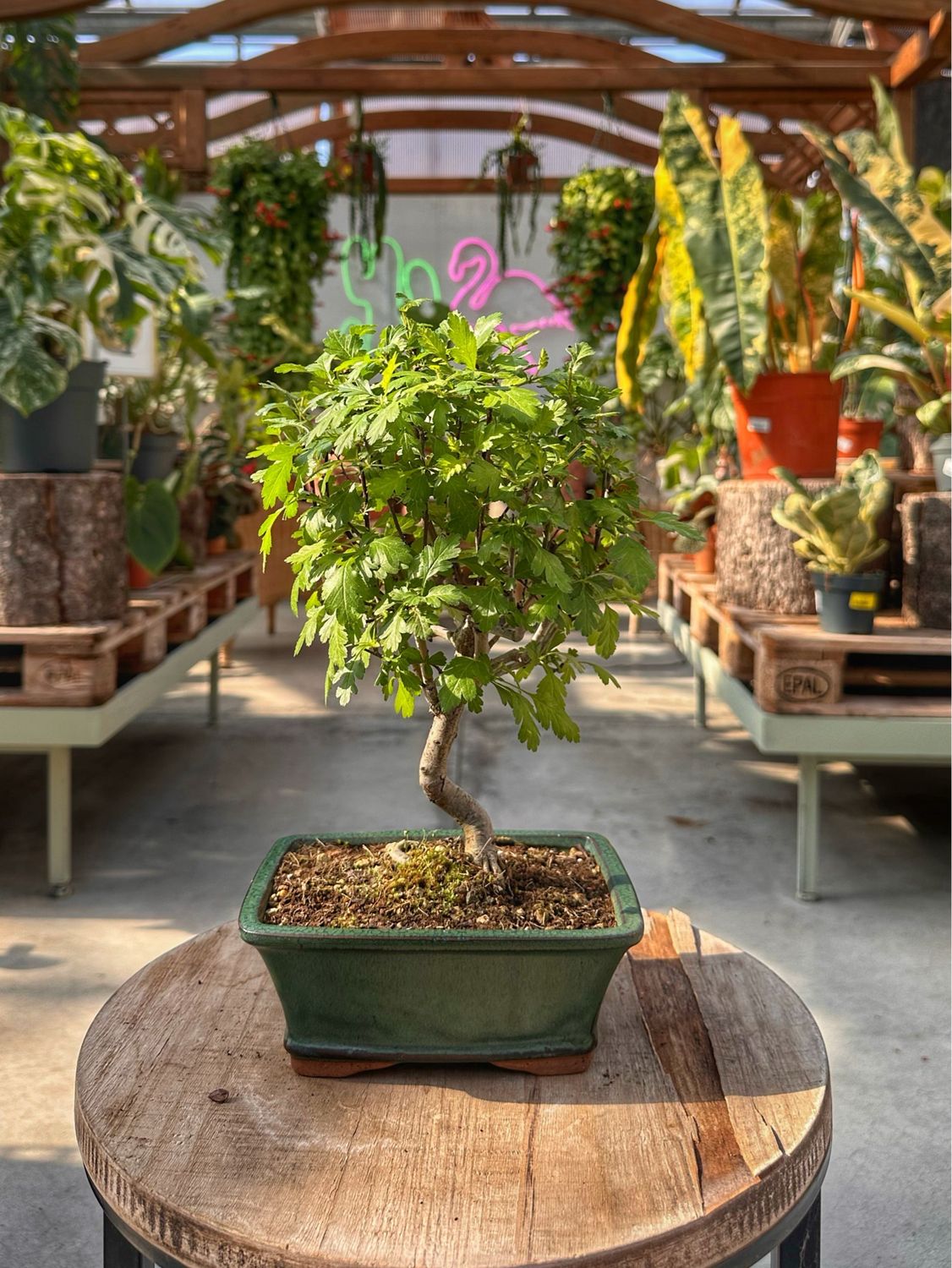 Bonsai Crataegus monogyna VASO CM 19