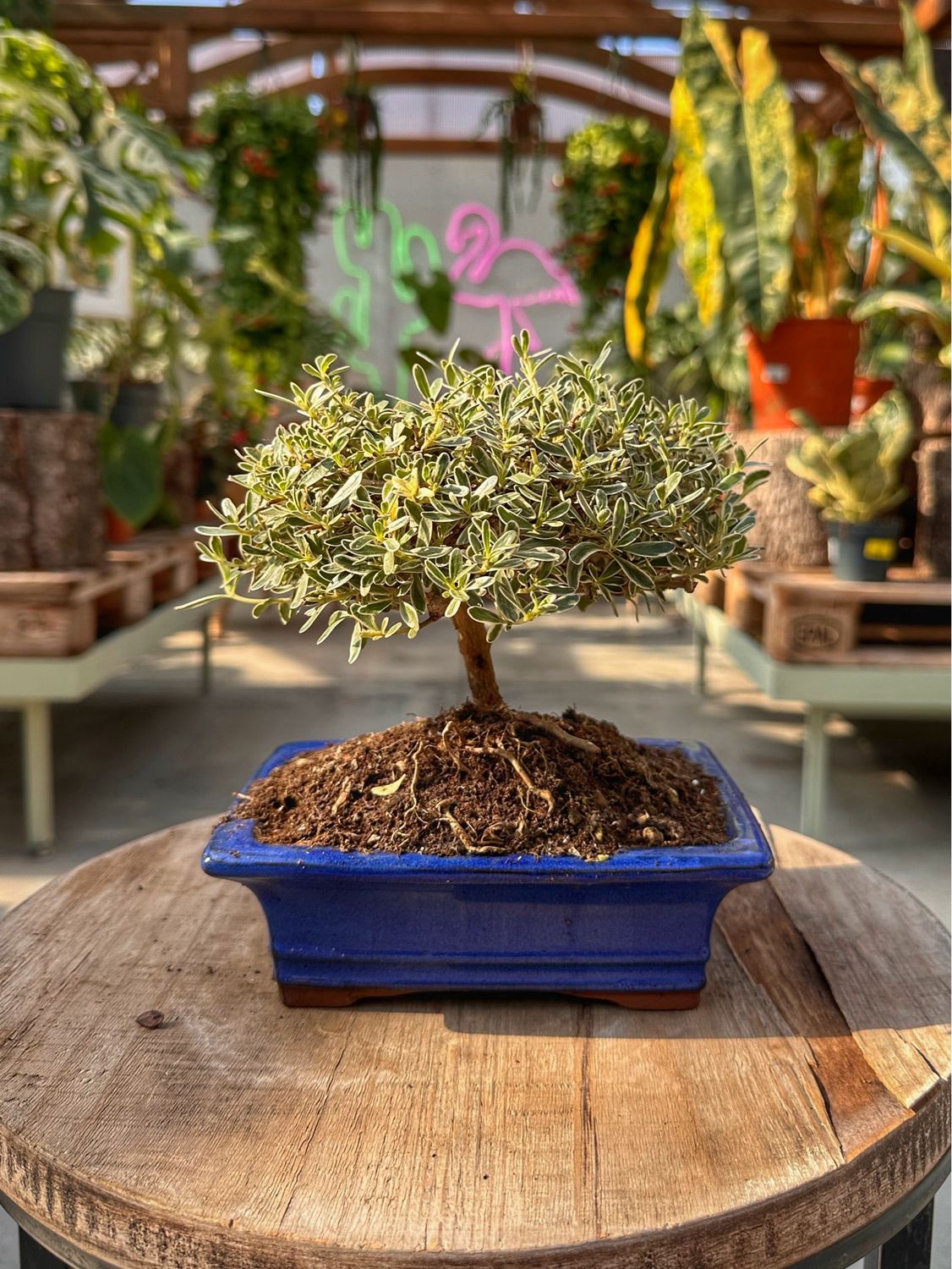 Bonsai Coprosma kirkii VASO CM 19