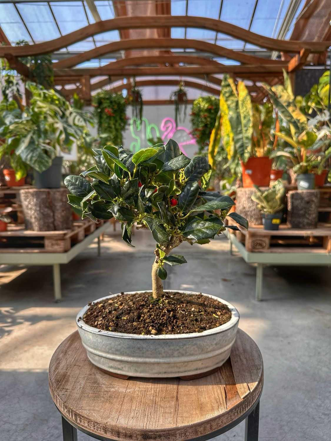 Bonsai Ilex mutchagara Nellie R.Steven VASO CM 26