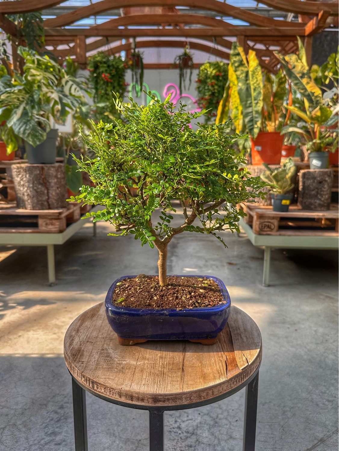 Bonsai Zanthoxylum simulans VASO CM 19