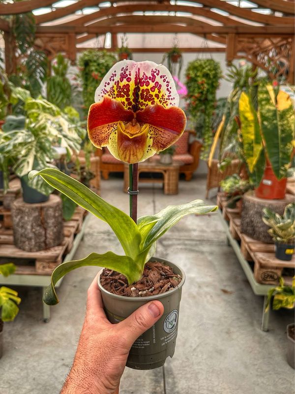 Paphiopedilum americano ibrido vaso cm 12