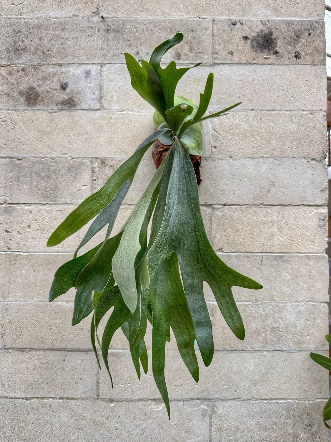 Platycerium biforcatum su zattera