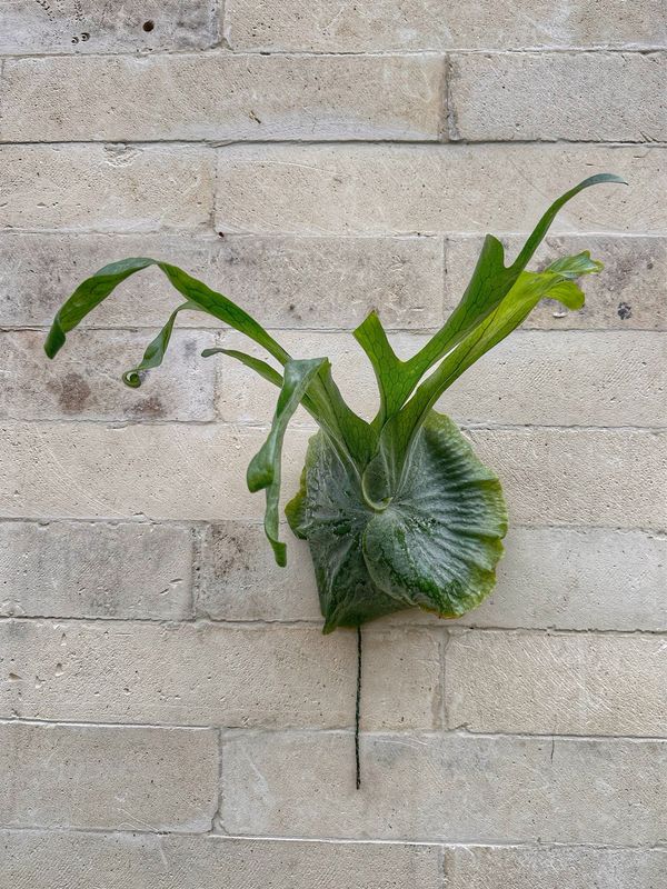 Platycerium superbum XL su zattera