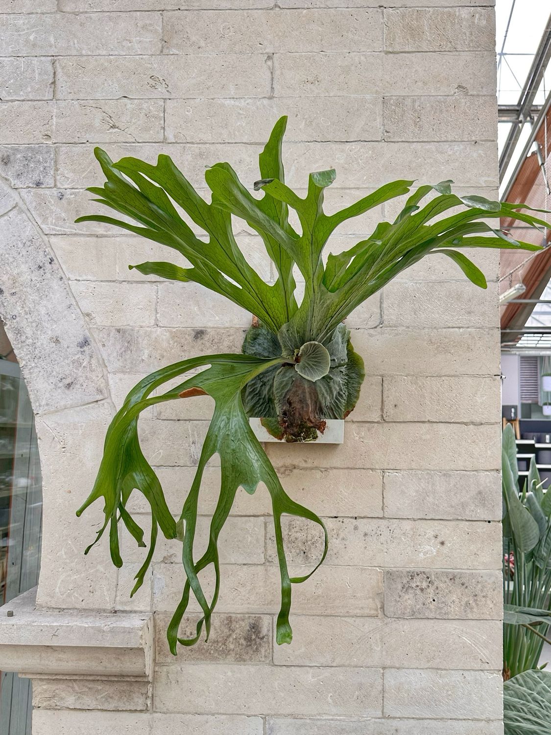 Platycerium superbum XXXL su zattera autoirrigante con riserva d’acqua