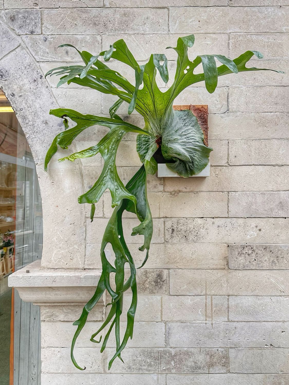 Platycerium superbum XXXL su zattera autoirrigante con riserva d’acqua