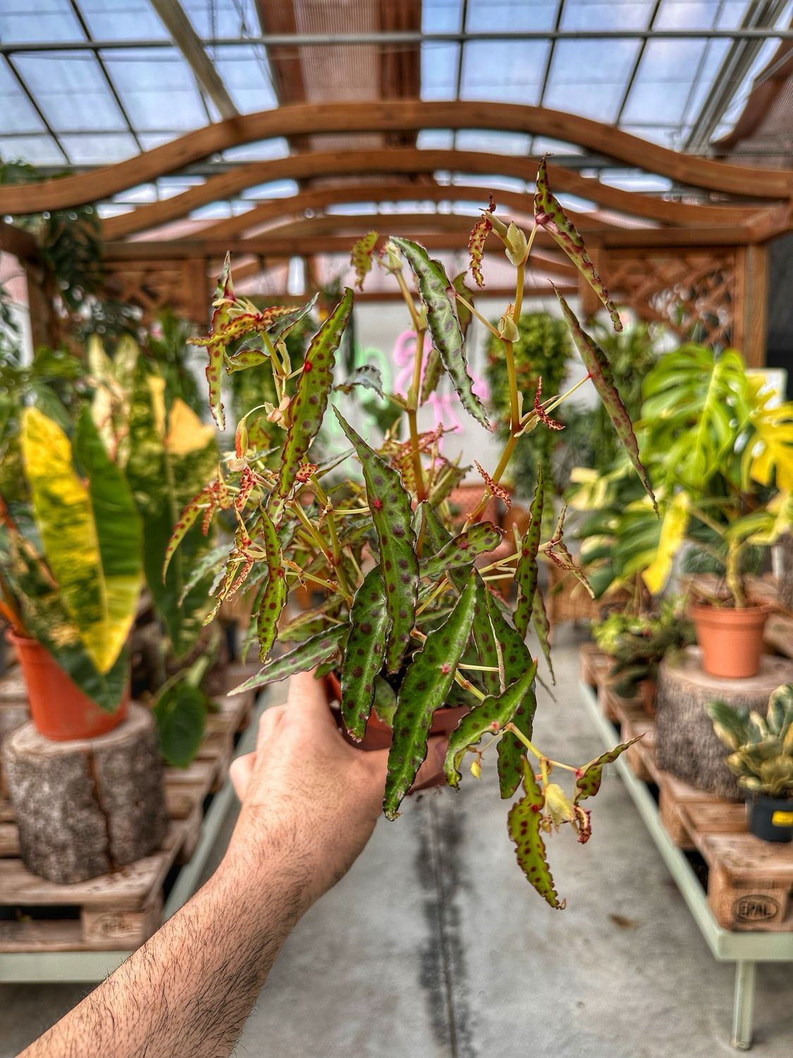 Begonia amphioxus vaso cm 10,5