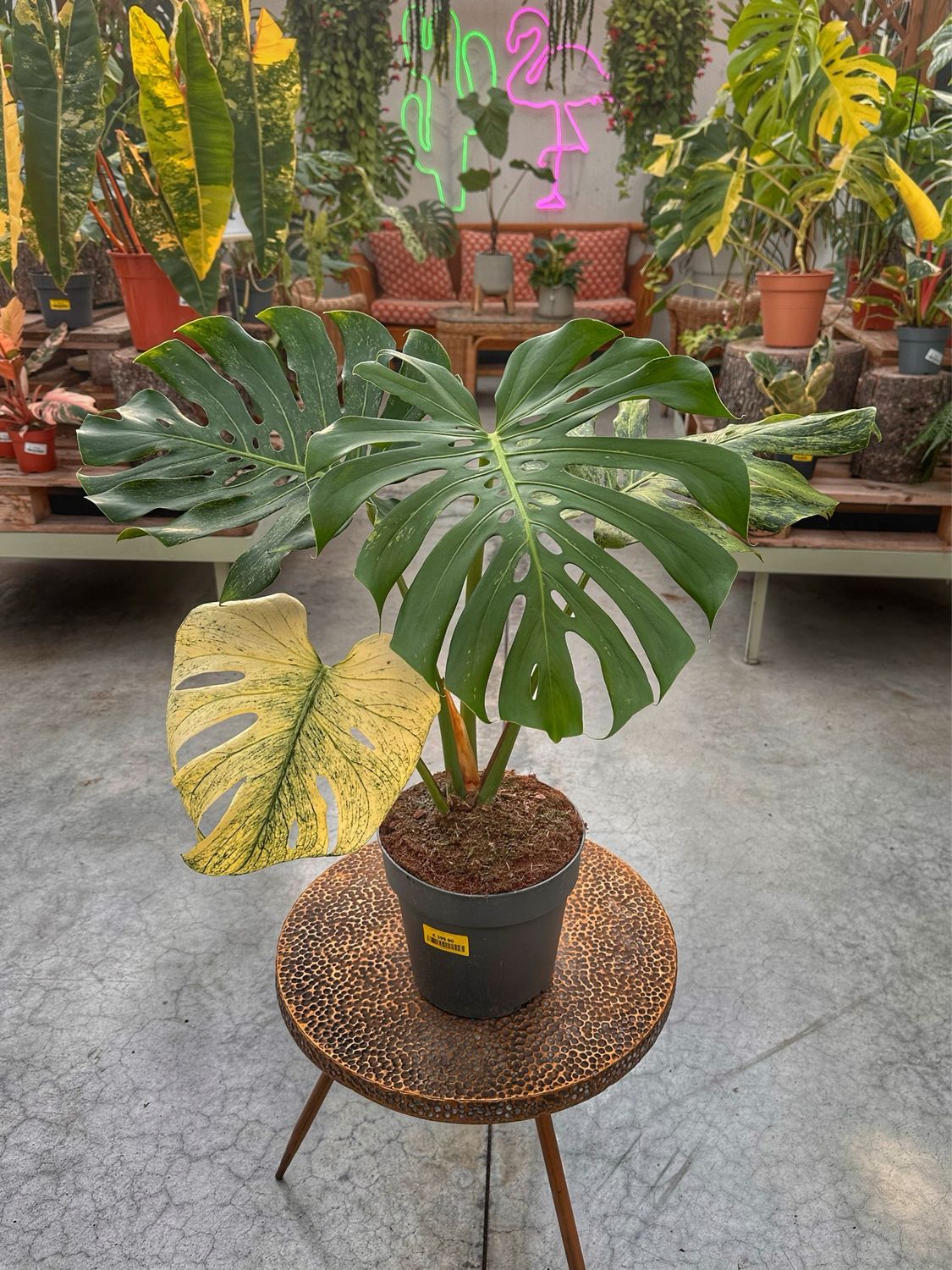 Monstera White Monster XXL vaso cm 19